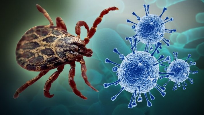 СЭРЭМЖЛҮҮЛЭГ: Хачигнаас хүнд халдварладаг шинэ төрлийн вирус дэгджээ