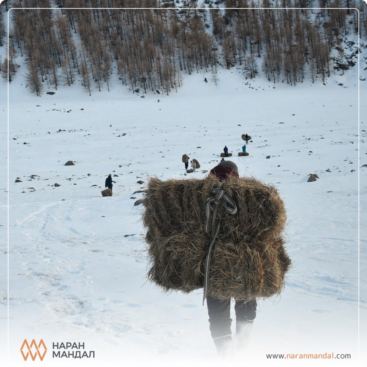 “Наран Мандал“ компани “Хонгор нутгийн ховор амьтдаа хайрлан хамгаалъя” аянд нэгдлээ