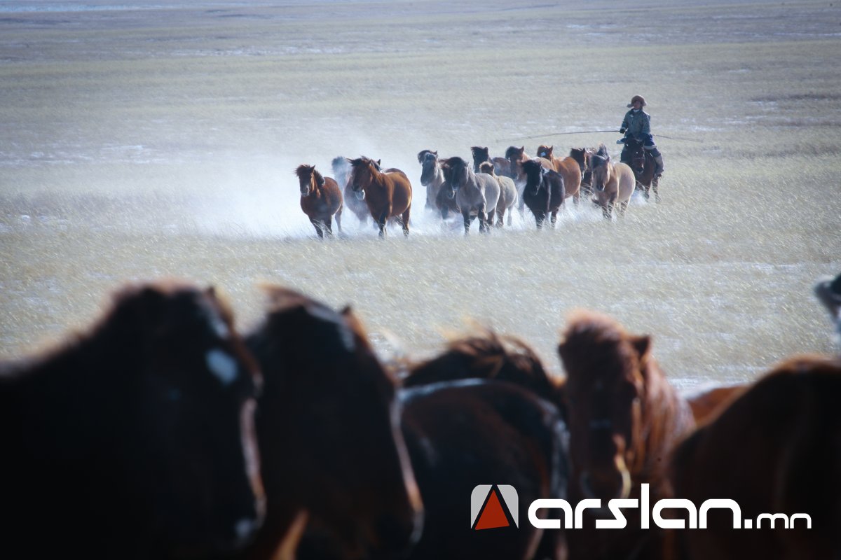ХХААХҮЯ: Монгол Улсад урьдчилсан дүнгээр 67.1 сая толгой мал тоологдлоо