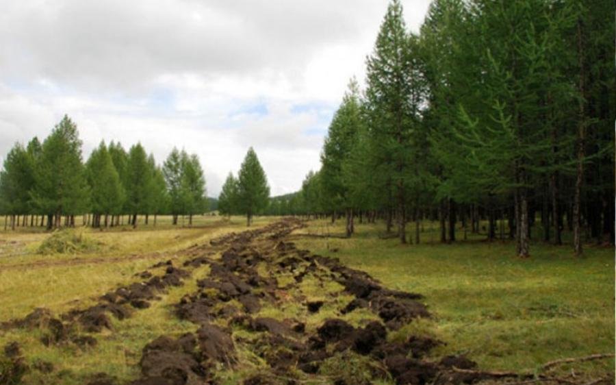 АНХААР: Ойгоос зулзаган мод шилжүүлэн суулгахыг 2030 он хүртэл ХОРИГЛОЛОО