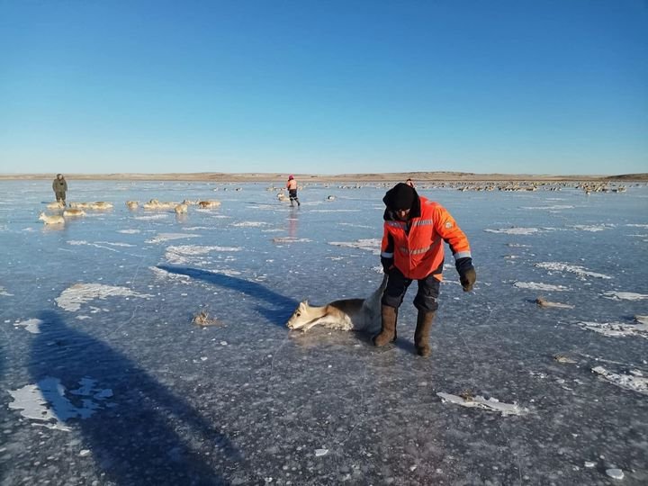 Мөсөн дээр наалдан АМЬДААРАА ТАРЧИЛЖ буй цагаан зээрүүдийг аврахаар ажиллаж байна