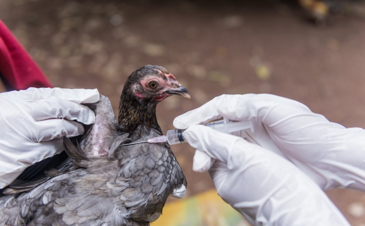 ДЭМБ: Шувууны ханиадны вирус H5N1 хүнээс хүнд халдварлах эрсдэл санаа зовоож байна