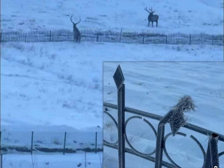 Буга гэмтсэн хашааг барьсан “Эс Жи Жи Эс” ХХК-ийн газрын эрхийг хэсэгчлэн цуцаллаа