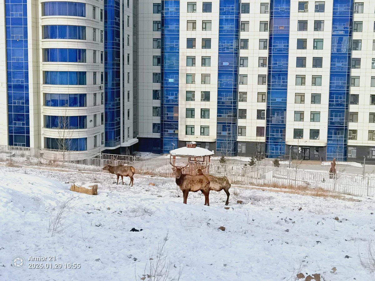 Зэрлэг амьтны тоо толгойг хамгаалах идэш тэжээлийн хомсдолоос сэргийлэх зорилгоор Богдхан ууланд нийт 120 боодол өвс байршуулжээ