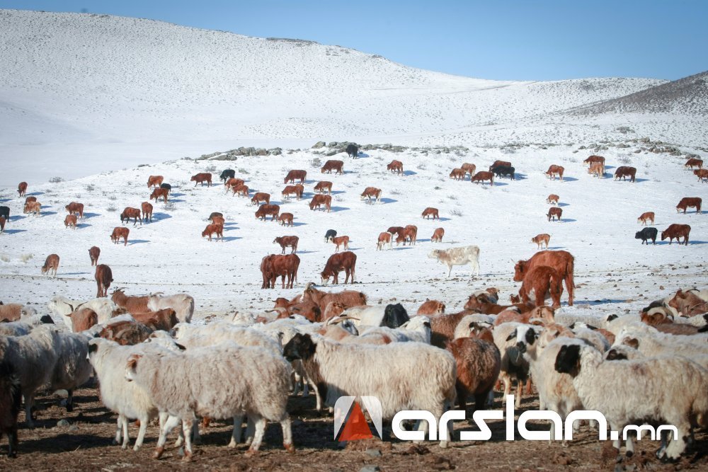 Бог мал худалдах гээд БНХАУ-ын иргэнд 1.4 тэрбум төгрөгөө залилуулжээ