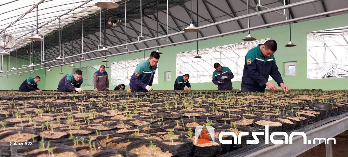 Зэвсэгт хүчнийхэн өвлийн хүлэмжид заг модны үрсэлгээг АМЖИЛТТАЙ ТАРЬЖ ургуулжээ