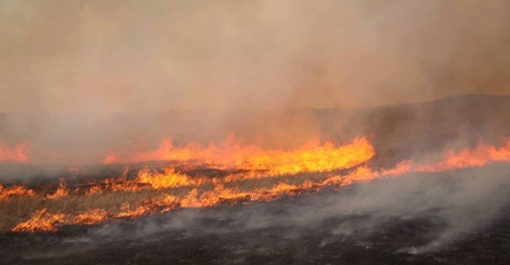 Ой хээрийн түймэр тавьсан буруутанд тэнсэн харгалзах ял, торгууль ноогдуулав