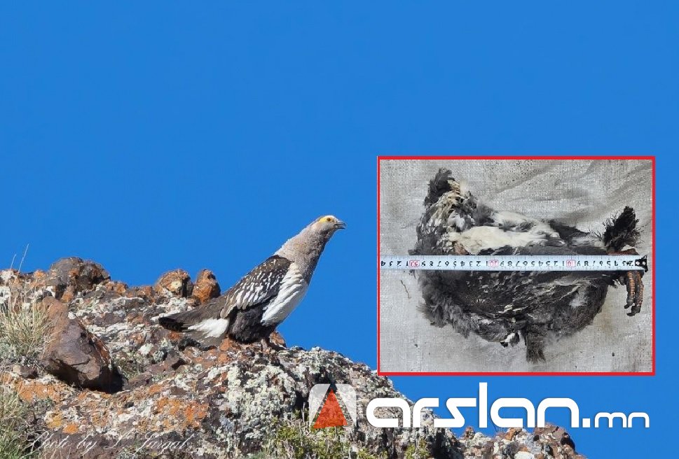 Монгол улсын ховор амьтны жагсаалтад багтах Алтайн хойлог шувууг тээвэрлэсэн үйлдлийг илрүүлжээ