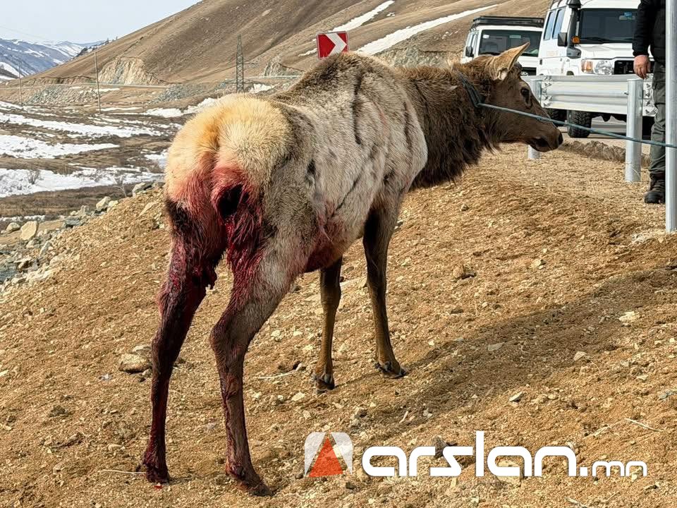 Чононд ноцуулан шархадсан бугыг АВРАН хамгаалжээ