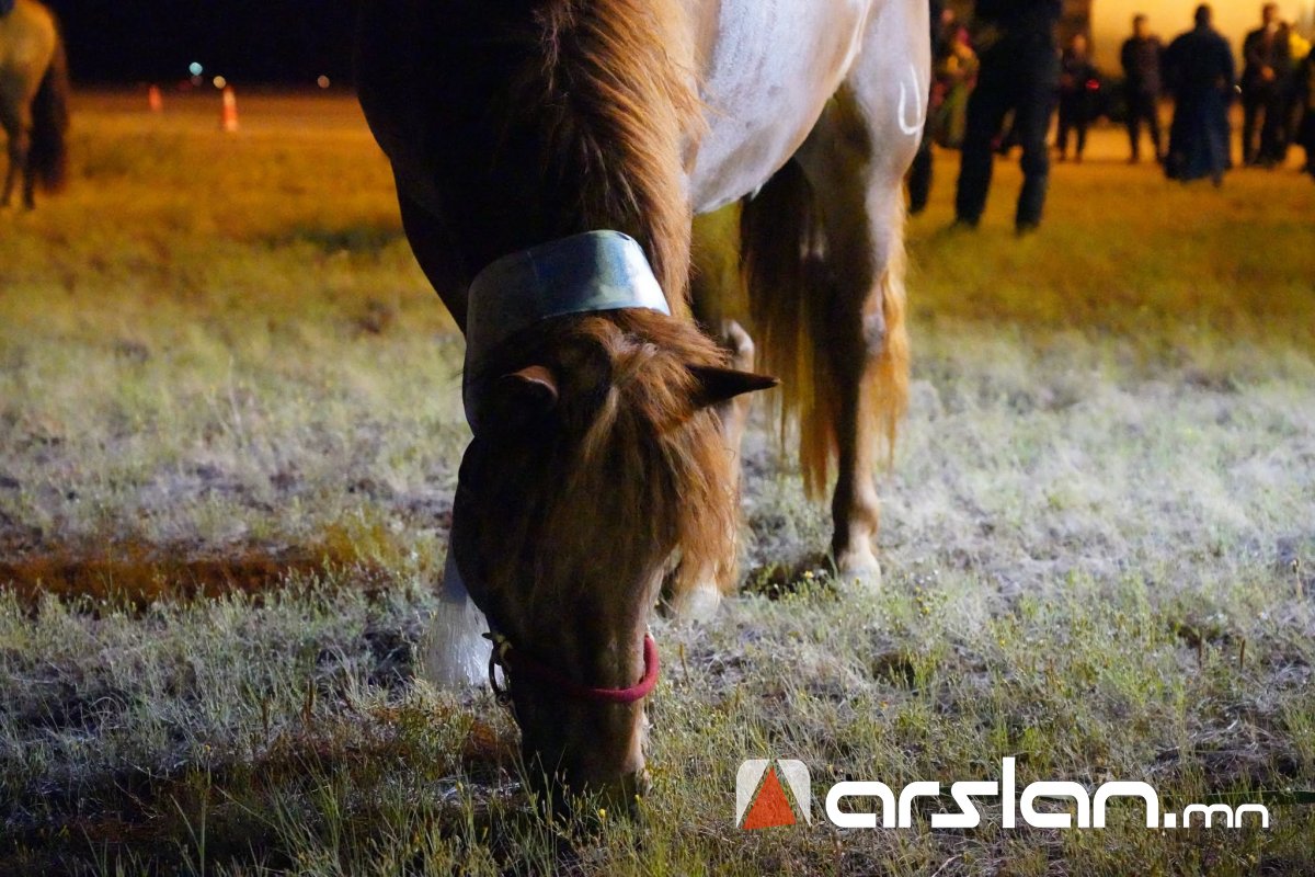Arslan.mn