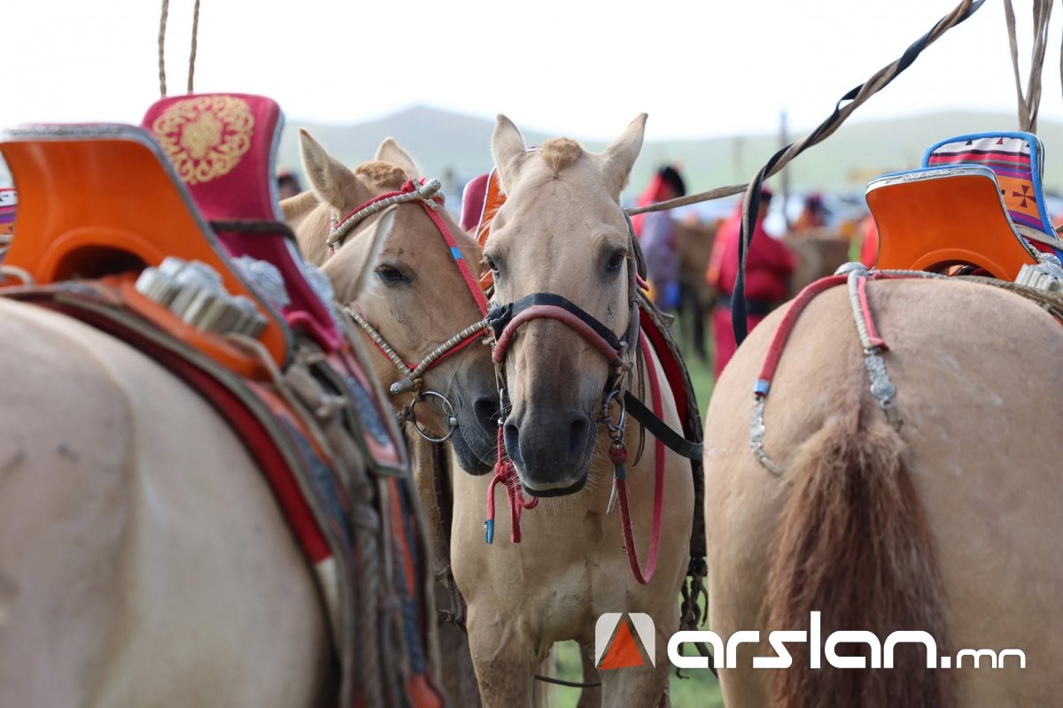 Arslan.mn