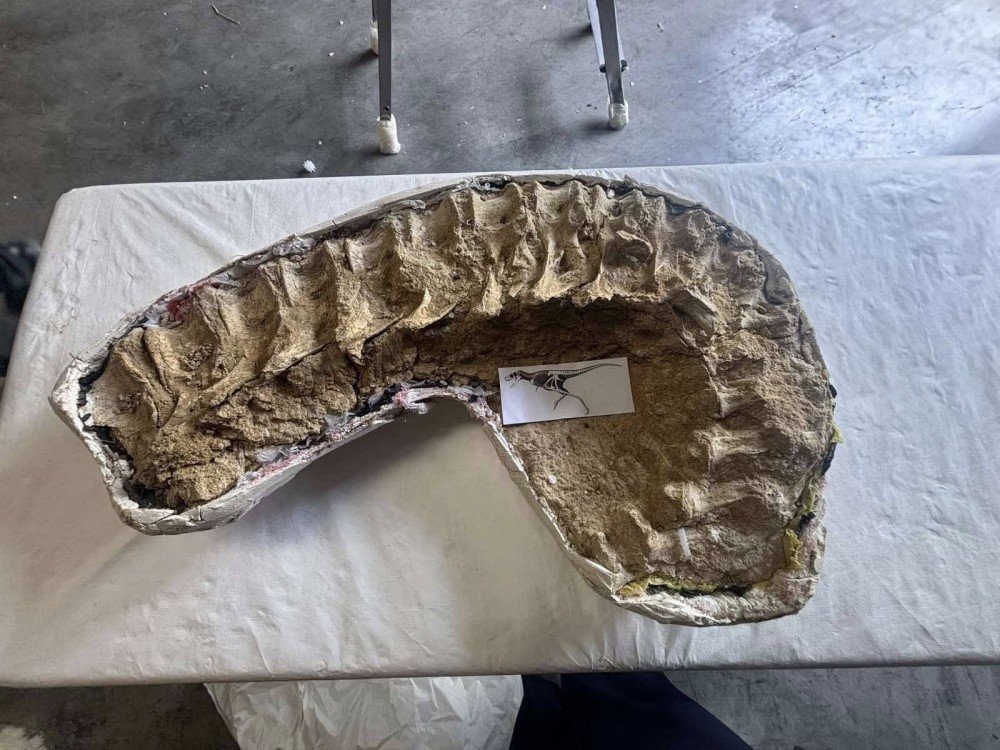 Хууль бусаар хил давуулсан үлэг гүрвэлийн олдворуудыг эх орондоо авчирна