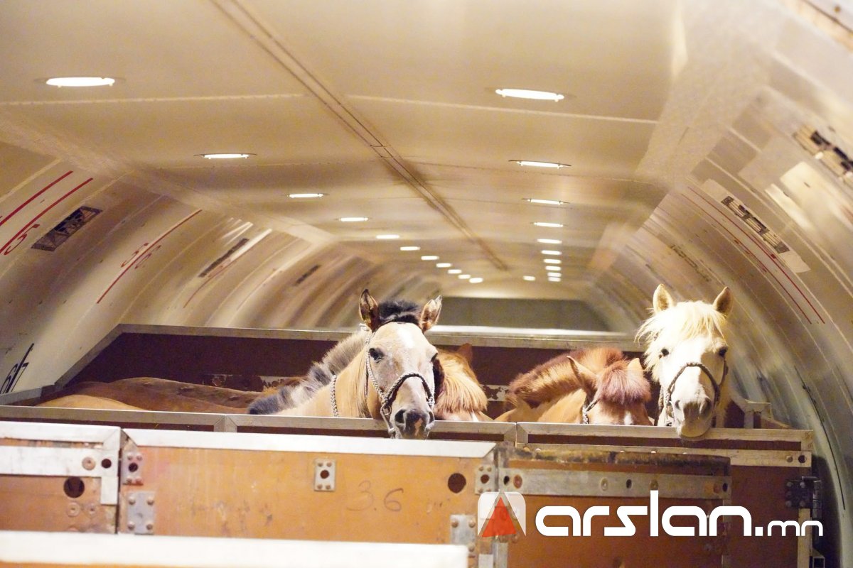 Arslan.mn