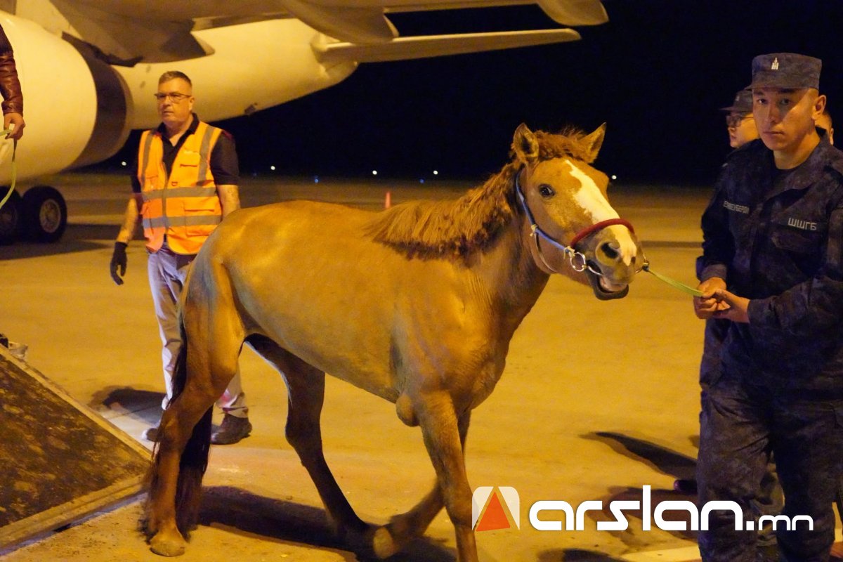 Arslan.mn