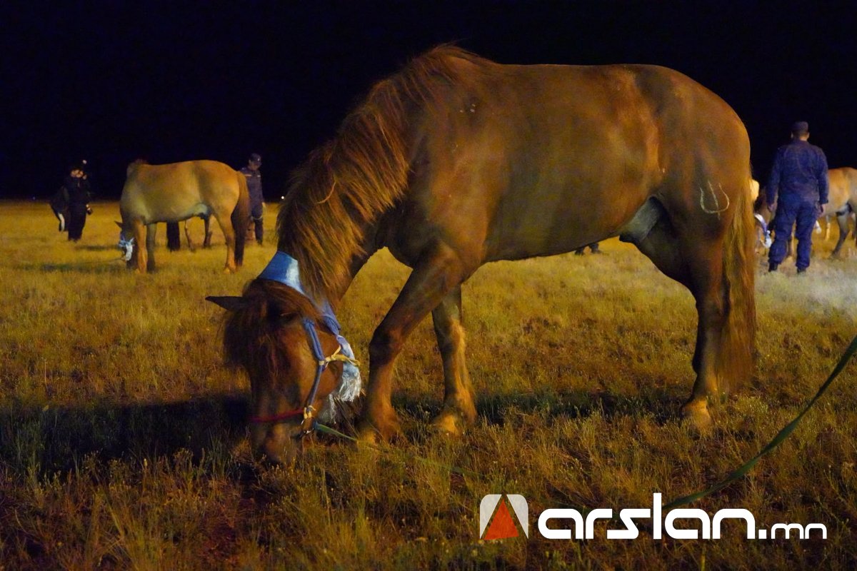 Arslan.mn
