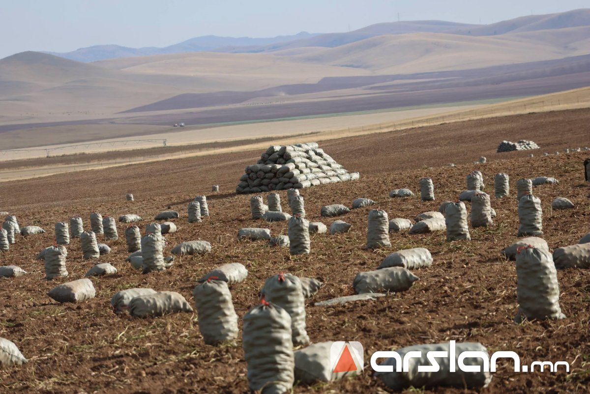 Arslan.mn