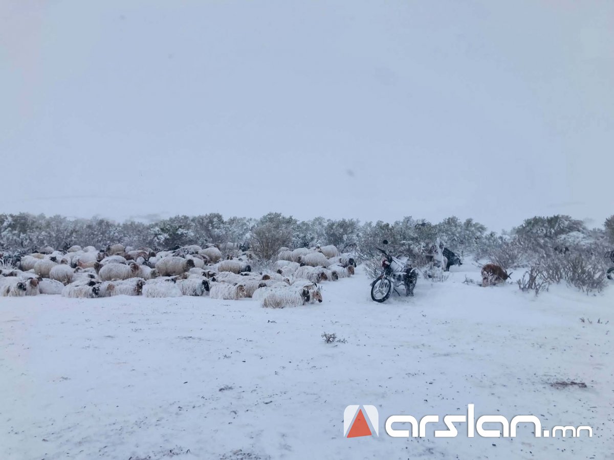 Arslan.mn