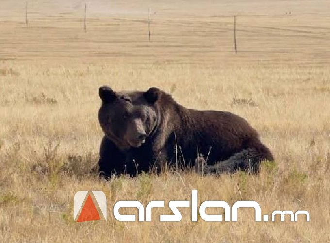 Arslan.mn