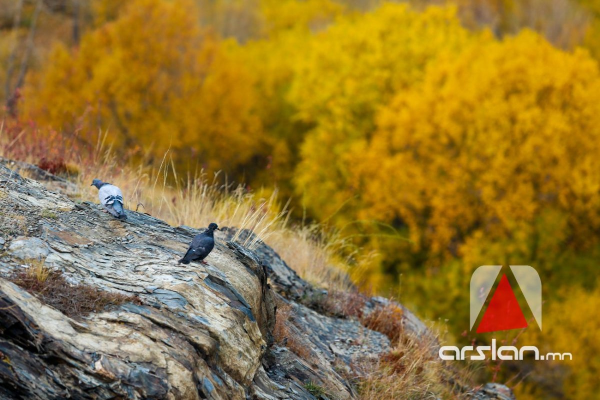 Arslan.mn