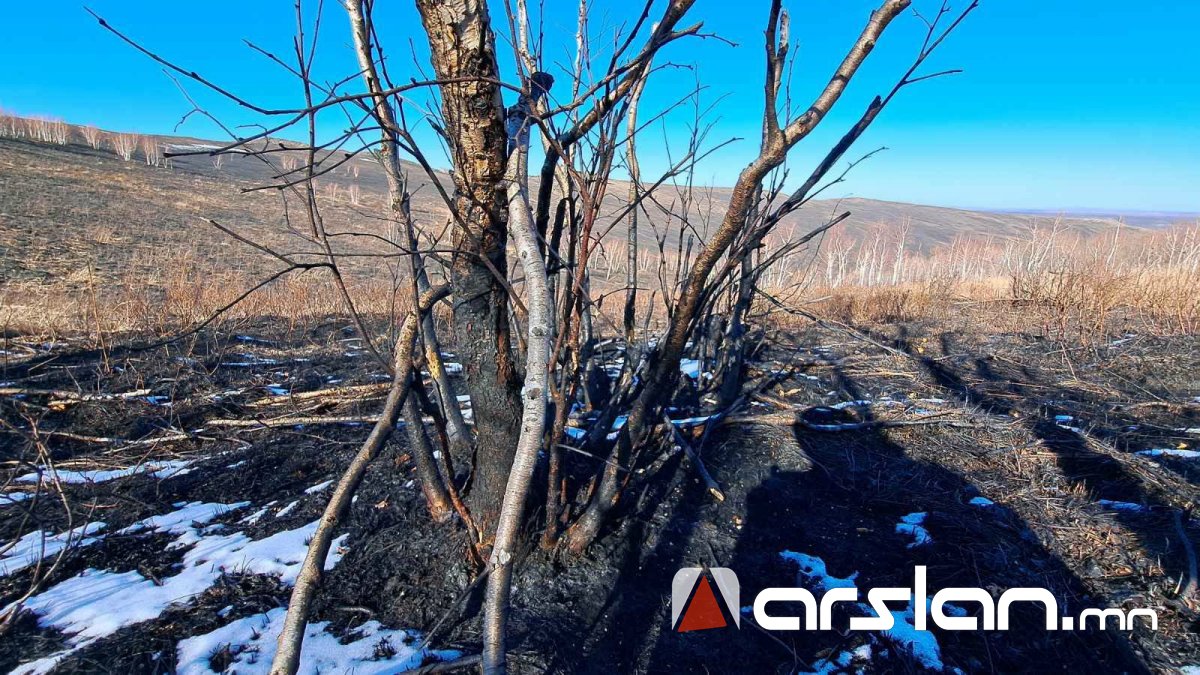 Нөмрөгийн дархан цаазат газрын тал хээрийн газар дээрх биомассын дийлэнх нь түймэрт өртжээ